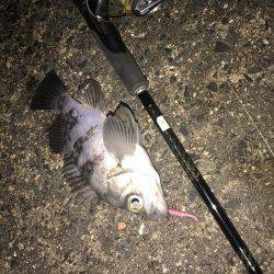 久しぶりにメバル